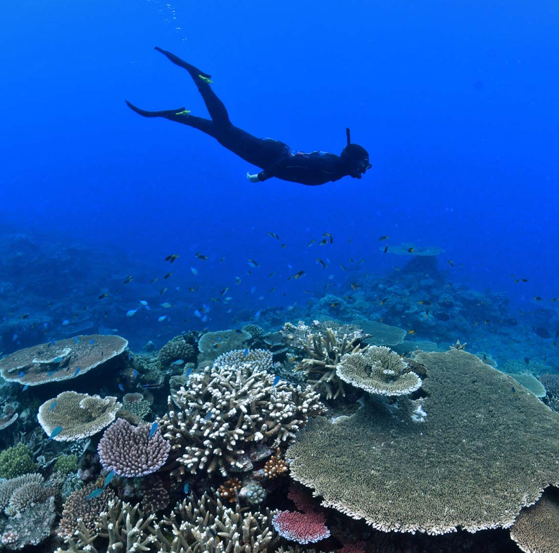 Diving into Adventure: Stories of Exploring the Cairns Great Barrier Reef